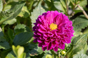 Close-up shot of dahlia pinnata flower. Blurred background.