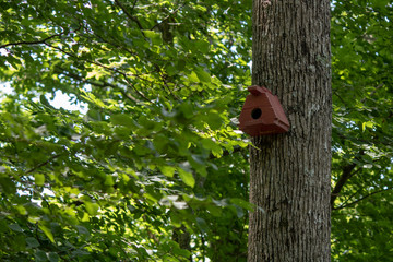 Handmade bird house hanging on the tree on the right side of the photo.