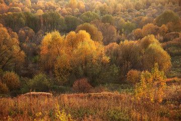 Colorful autumn forest, colorful trees, grass and shrubs