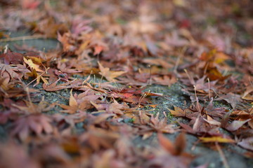 紅葉
