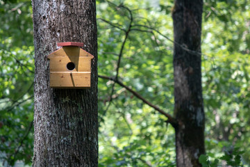 Handmade bird house hanging on the tree on the right side of the photo.