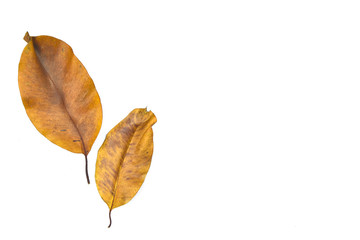 composition of autumn leaves on white background. top view. copy space.