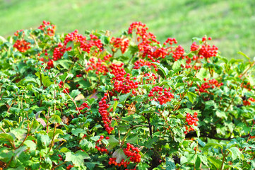 Some ripe viburnum on branch