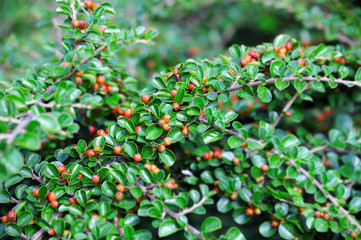 Cotoneaster horizontalis plant