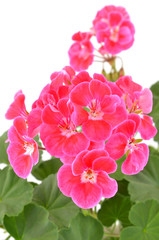 Balmy Geranium flower