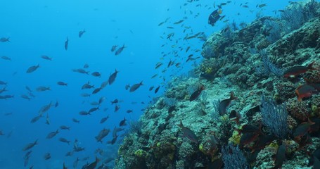 School of Pacific Creolefish from the reefs of the sea of cortez, mexico.