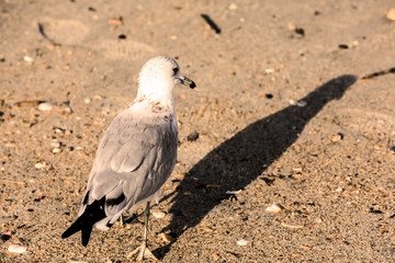 Wilmington, North Carolina,USA,September,2019,Wrightsville Beach North Carolina