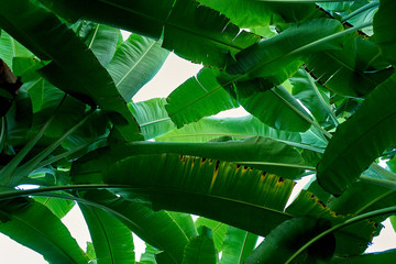Banana green leaves pattern