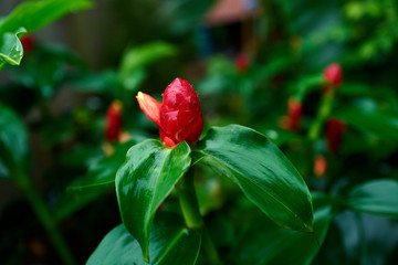 Red flower with green leaves and blurred background.