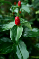 Red flower and green leaf.