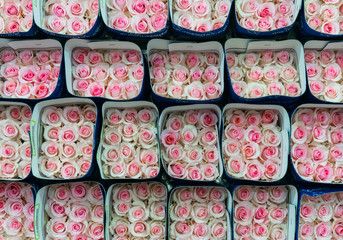 Pink and white roses packed for international export. The roses are produced in Tabacundo and Cayambe, north of Quito, Ecuador.