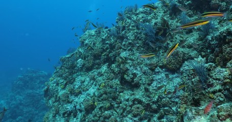 Coral reef scenics from the sea of cortez, Mexico.