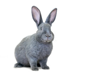 Fototapeta na wymiar A gray American rabbit with large ears