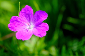 Fototapeta premium 紫の小さな花