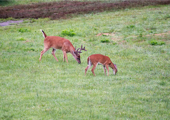 A buck and doe grazing in a meadow.