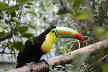 tucan
