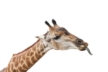 Giraffe Tongue am to eat on a white background.