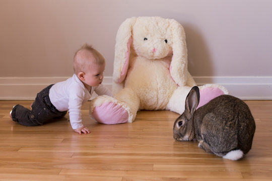 Horizontal photo of adorable baby boy in casual clothes crawling towards cute brown Flemish Giant rabbit, with large stuffed toy rabbit between them
