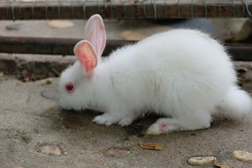 A lovely white rabbit on ground