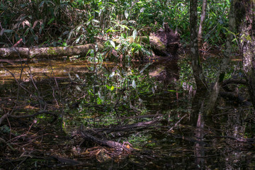 The reflection of the water surface