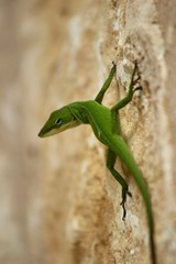 Anole Lizard