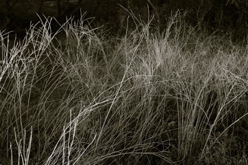 Nighttime Grass