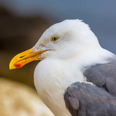 Seagull