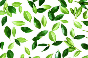 green leaves texture in white background flat lay,top view