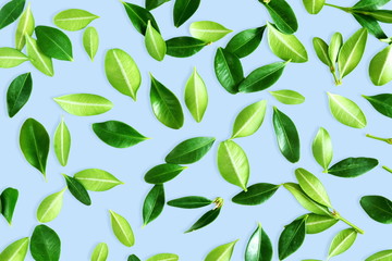 green leaves texture in sky blue background flat lay,top view