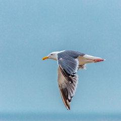 Flying