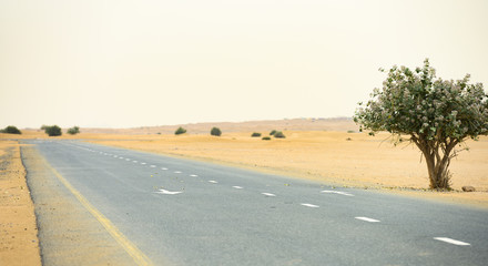 Fototapeta na wymiar (Selective focus) Stunning view of a deserted road covered by sand dunes. Empty road that run through the Dubai desert during sunset. Dubai, United Arab Emirates, (UEA)