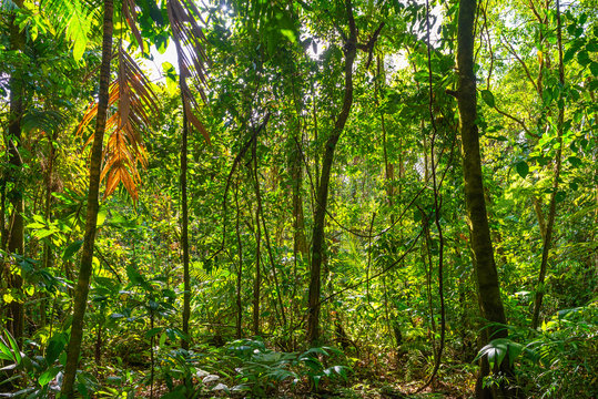 Landscape of the Amazon rainforest during a hike inside the Yasuni National Park, Ecuador.