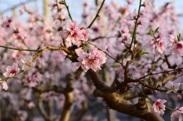 In full bloom in the peach blossom