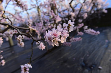 In full bloom in the peach blossom