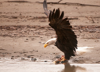 Bald Eagle with Salmon in Haines, Alaska