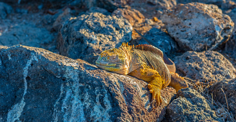 Close up of a Galapagos land iguana (Conolophus subcristatus) on South Plaza island at sunset, Galapagos Islands national park, Ecuador. © SL-Photography
