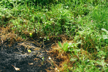 green grass in the garden