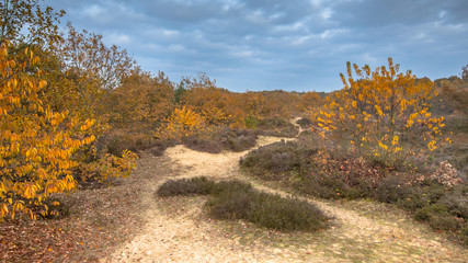 Sandy Footpath through heathland in yelow autumn colors