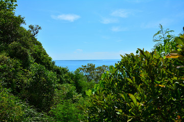 Fototapeta na wymiar 森から見える島