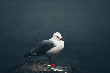 The close-up of sea gull