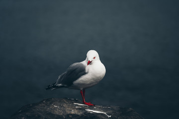 The close-up of sea gull