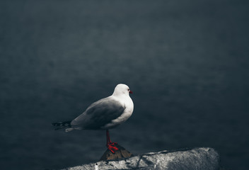 Obraz premium The close-up of sea gull