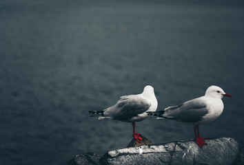 The close-up of two sea gull
