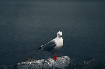 The close-up of sea gull