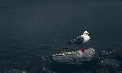 The close-up of sea gull