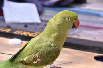 Bird