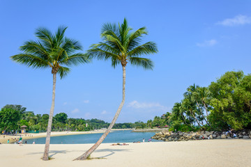 palm tree on a white sand beach
