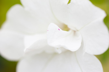 Fototapeta na wymiar White double petunia with pink specks