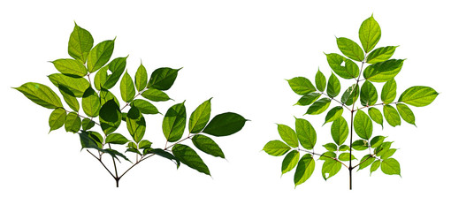 Green leaves isolated on white background. Clipping path include in this image.