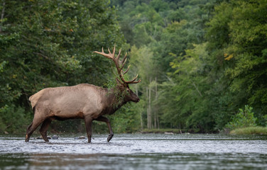 Naklejka na ściany i meble Bull Elk Crossing A Creek 